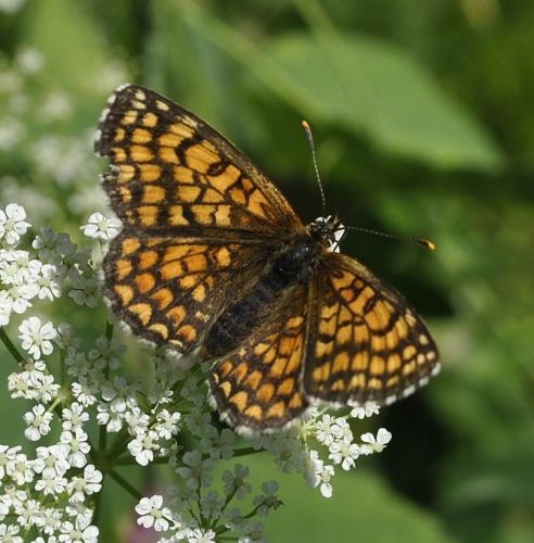 Réf. 327 965 : Melitaea sp.